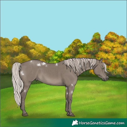 Horse Color:White Spotted Silver Grullo Rabicano Brindle
