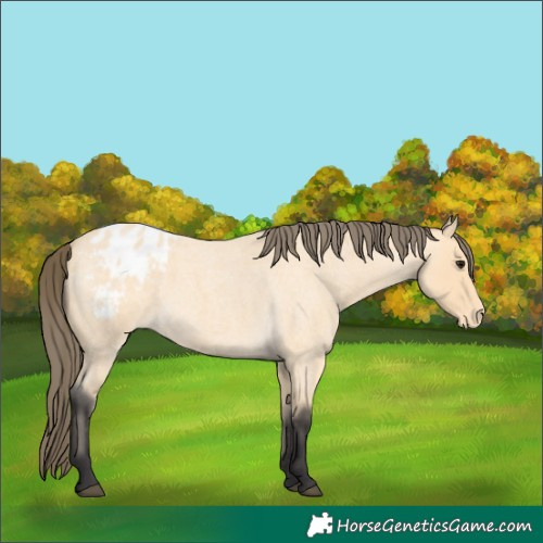 Horse Color:Buckskin Roan Appaloosa