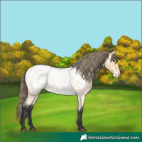Horse Color:Buckskin Roan Blanket