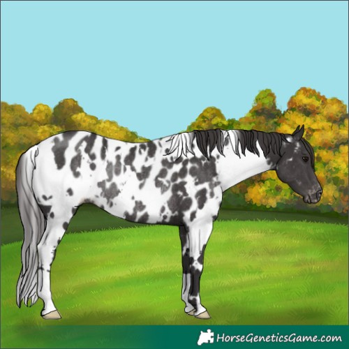 Horse Color:White Spotted Smoky Black Appaloosa Rabicano 