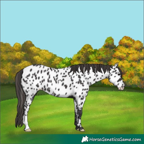 Horse Color:Smoky Black Appaloosa