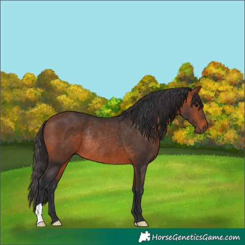 Horse Color:Bay Rabicano