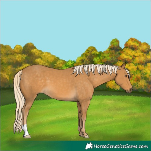 Horse Color:Palomino 
