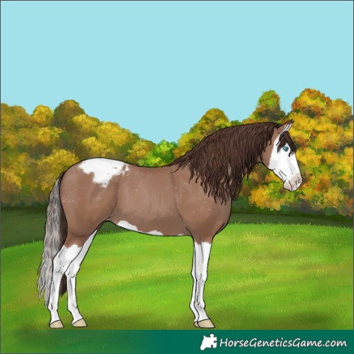 Horse Color:Classic Champagne Splash Blanket