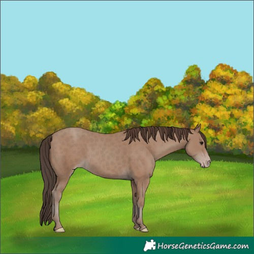 Horse Color:Classic Champagne 
