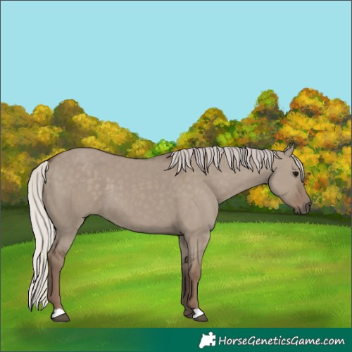 Horse Color:Silver Grullo