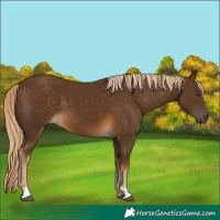 Horse Color:Chocolate Palomino