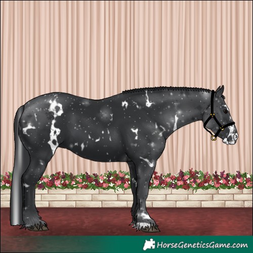 Horse Color:White Spotted Black 
