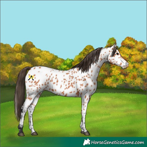 Horse Color:Bay Appaloosa 
