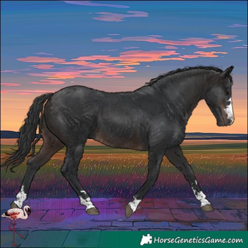 Horse Color:Unknown 