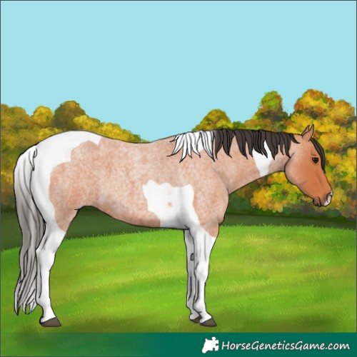 Horse Color:Bay Roan Tobiano 