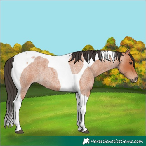 Horse Color:Bay Roan Tobiano 