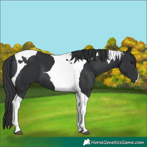 Horse Color:Black Tobiano