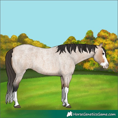 Horse Color:Bay Roan Dun Splash