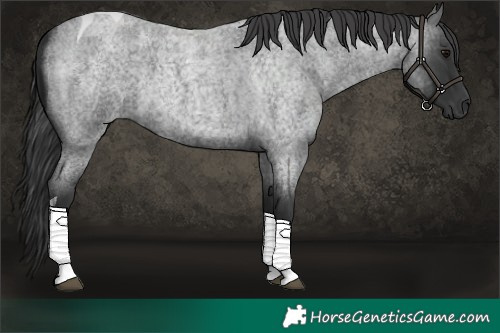 Horse Color:Blue Roan Tobiano