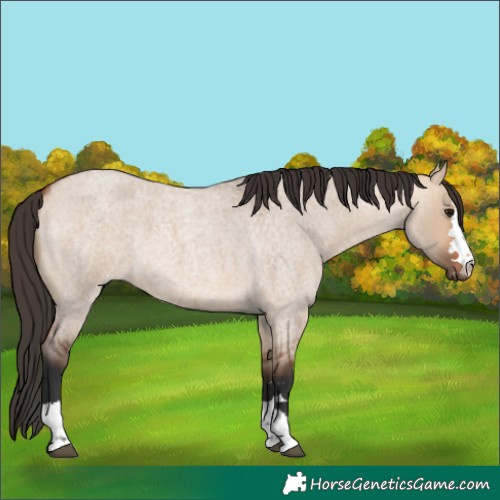 Horse Color:Bay Roan Dun 