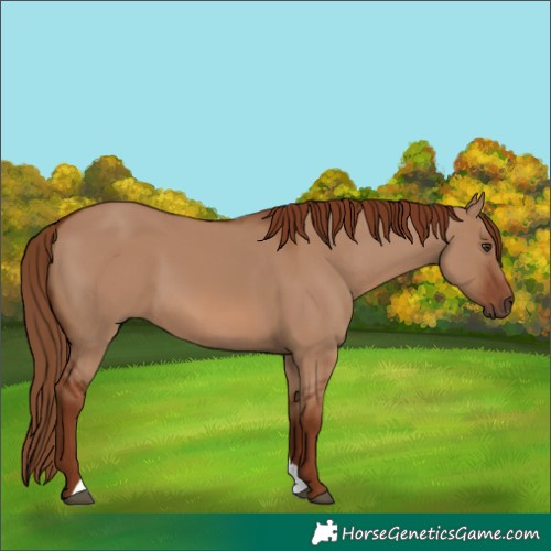 Horse Color:Red Dun