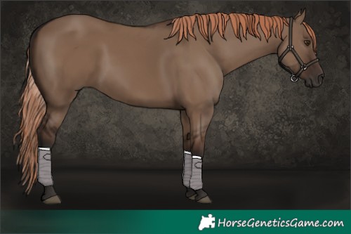 Horse Color:Liver Red Dun