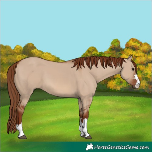 Horse Color:Red Dun 