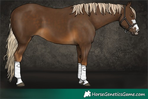 Horse Color:Chocolate Palomino