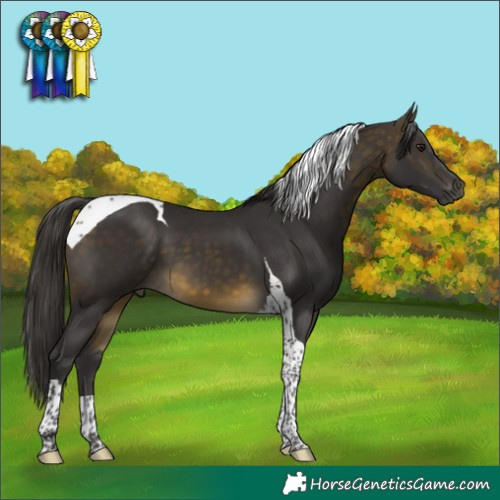 Horse Color:Buckskin Tobiano