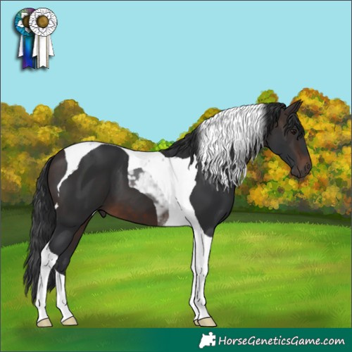 Horse Color:Brown Tobiano