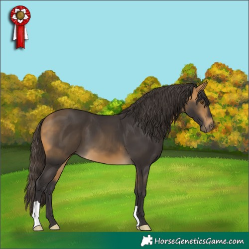 Horse Color:Buckskin 