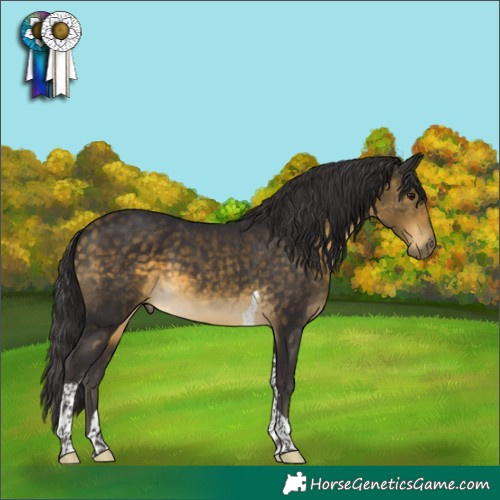 Horse Color:Buckskin Tobiano