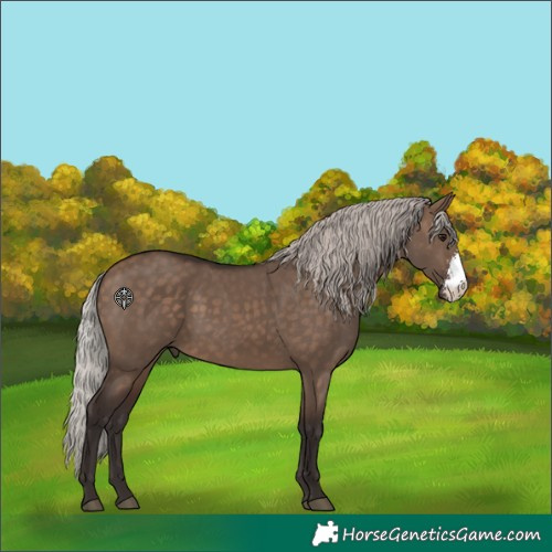 Horse Color:Silver Brown Dun Sabino
