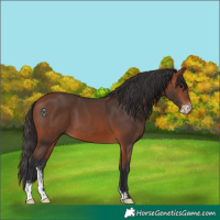 Horse Color:Bay Sabino 