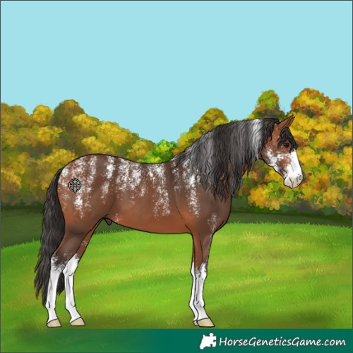 Horse Color:Powder White Bay Sabino 