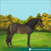 Horse Color:Buckskin 
