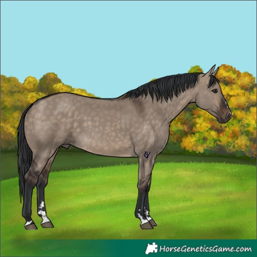 Horse Color:Brown Dun
