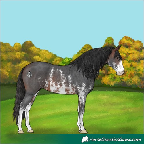 Horse Color:Brown Sabino