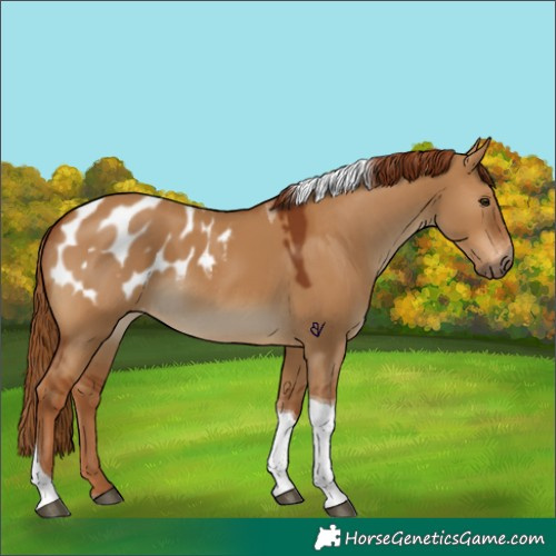 Horse Color:Gray Red Dun Tobiano Blanket