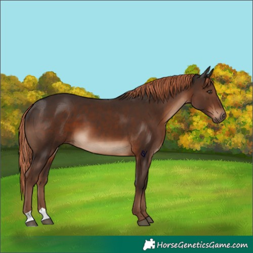 Horse Color:Liver Chestnut