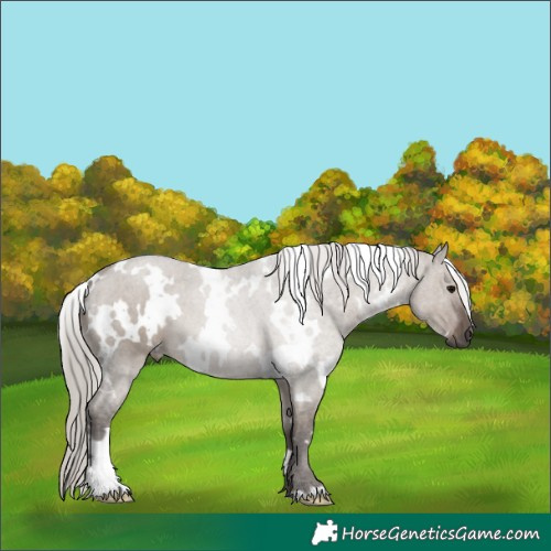Horse Color:White Spotted Silver Grullo 
