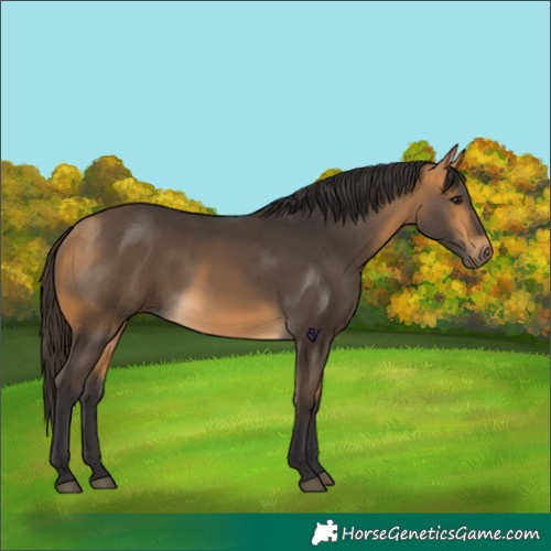 Horse Color:Buckskin