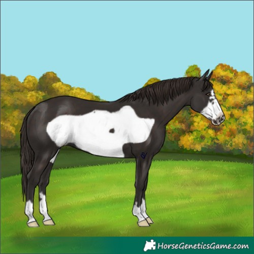Horse Color:Liver Chestnut Frame