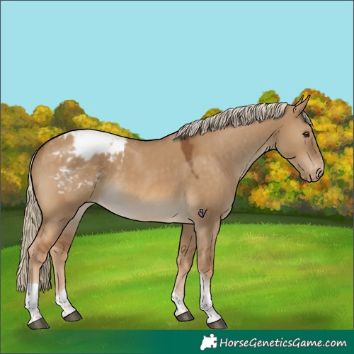 Horse Color:Chocolate Palomino Dun Tobiano Varnish