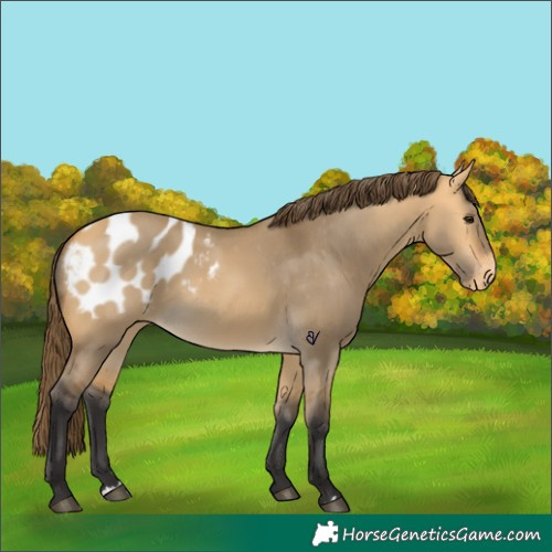 Horse Color:Buckskin Dun Appaloosa