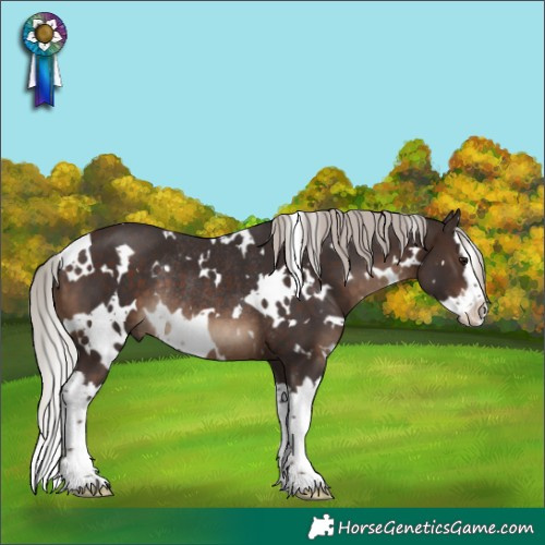 Horse Color:White Spotted Silver Brown Splash Rabicano