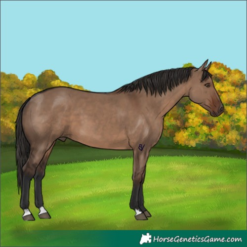 Horse Color:Liver Red Dun