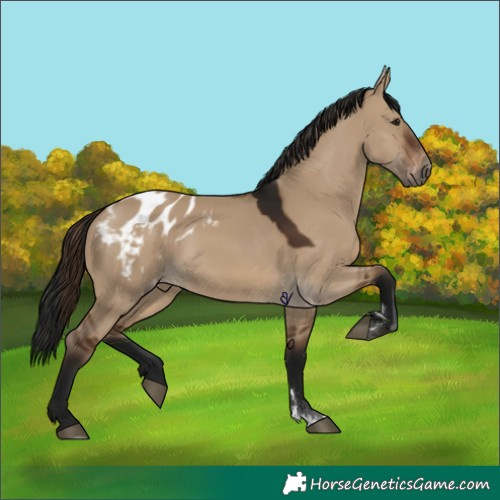 Horse Color:Gray Brown Dun Appaloosa 