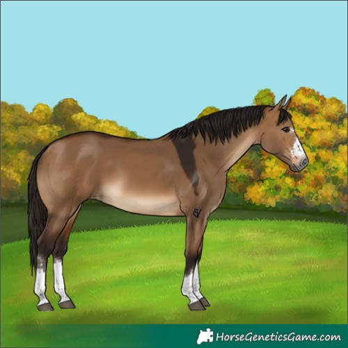 Horse Color:Gray Bay Dun Appaloosa 