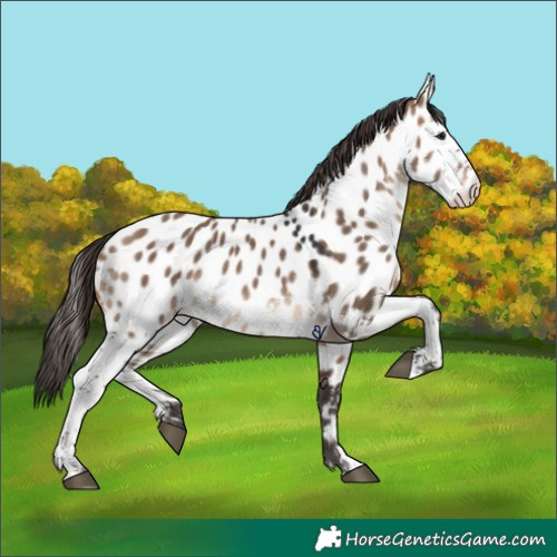 Horse Color:Brown Dun Sabino Appaloosa