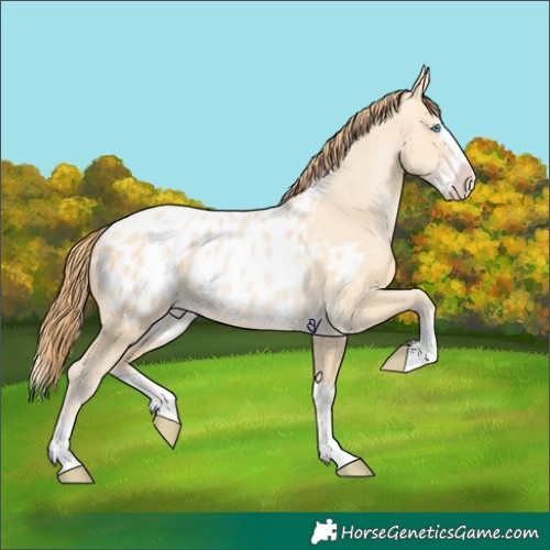 Horse Color:Buckskin Pearl Dun Splash Appaloosa 