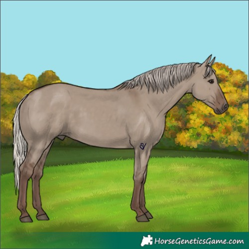 Horse Color:Silver Grullo Rabicano
