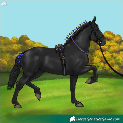 Horse Color:Gray Black 