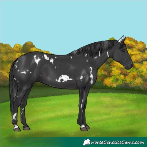 Horse Color:White Spotted Black